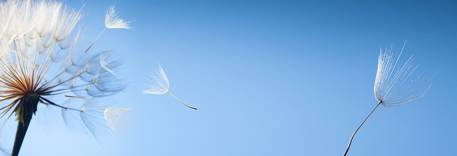 Pusteblume mit fliegenden Samen vor blauem Himmel